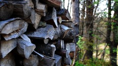 Trees grass fire Green Wood indoors