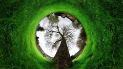 Trees grass fisheye effect