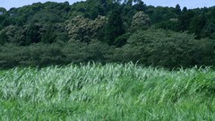 Trees grass Green fields forests green field