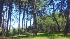 Trees grass Green forests