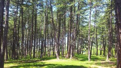 Trees grass Green forests