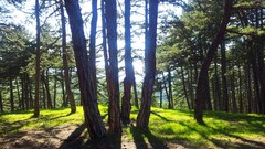 Trees grass Green forests