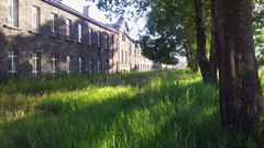 Trees grass Green forests