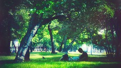 Trees grass Green Park couple Parks