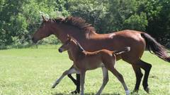 Trees grass Horses Animals