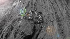 Trees grass live digital art Burned trees