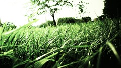 Trees grass macro depth