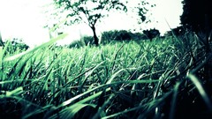 Trees grass macro depth