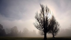 Trees grass mist