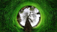Trees grass Photo manipulation fisheye effect