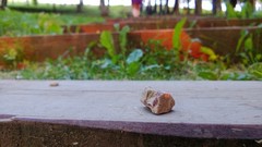 Trees grass rock Green stairways