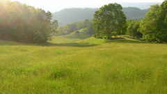 Trees grass scenery forest