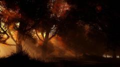 Trees grass shadows sunlight