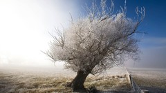 Trees grass skyscapes