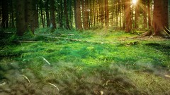 Trees grass sun forests