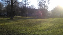 Trees grass sun Parks