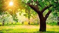 Trees grass sun Parks