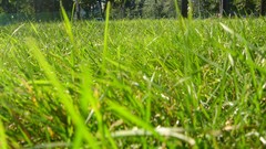 Trees grass traffic lights