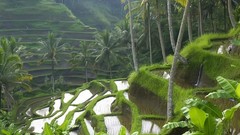 Trees grass water Mountains Plants Indonesia Earth rice 
