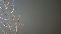 Trees gray branches dragonfly seeds