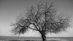 Trees grayscale