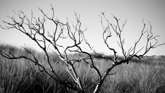 Trees grayscale monochrome