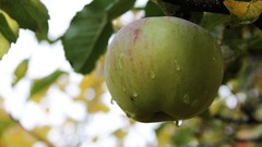Trees Green apples fruits green apples