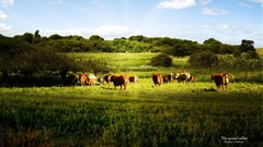 Trees Green Cows natural forests