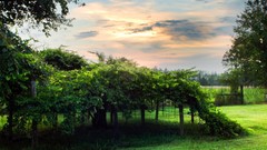 Trees Green forests skyscapes