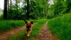Trees Green France Dogs forests