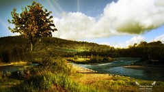 Trees Green natural forests