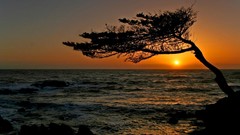 Trees Green natural forests