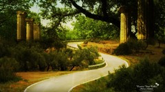 Trees Green natural forests