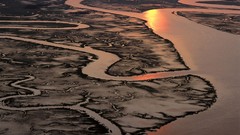Trees Green natural forests