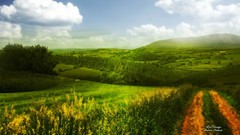 Trees Green natural forests