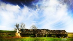 Trees Green natural forests