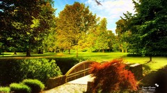 Trees Green natural forests