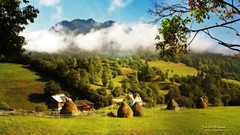 Trees Green natural forests