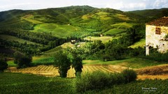 Trees Green natural forests valleys