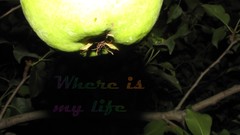 Trees Green pears fruits fruit trees Amin Peyrovi