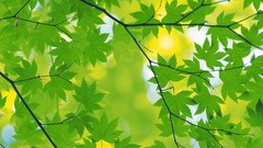 Trees Green Plants leaf