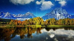 Trees Green reflections natural forests