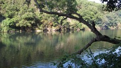 Trees Green rivers sunay