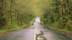 Trees Green roads