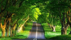 Trees Green roads