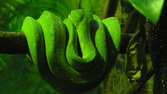 Trees Green snakes