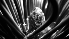 Trees grey simple black