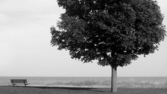 Trees greyscale