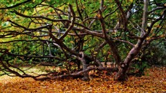 Trees HDR Photography