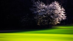 Trees HDR Photography